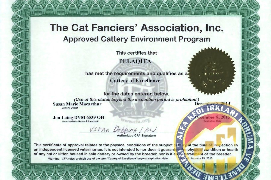 Kedi Federasyon Cattery Uygulama Farkları Nelerdir?
