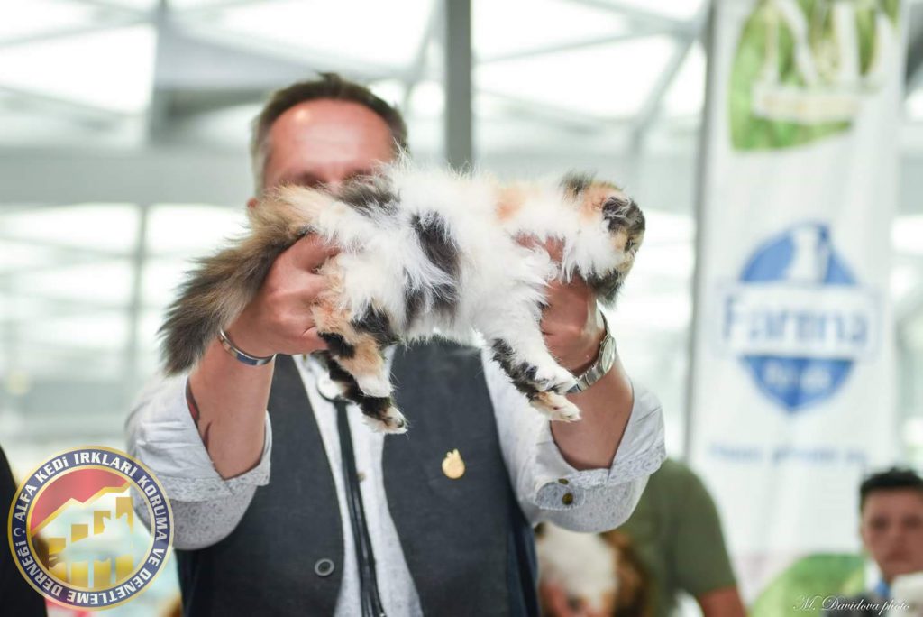 Akın Fer Kedi Yarışması