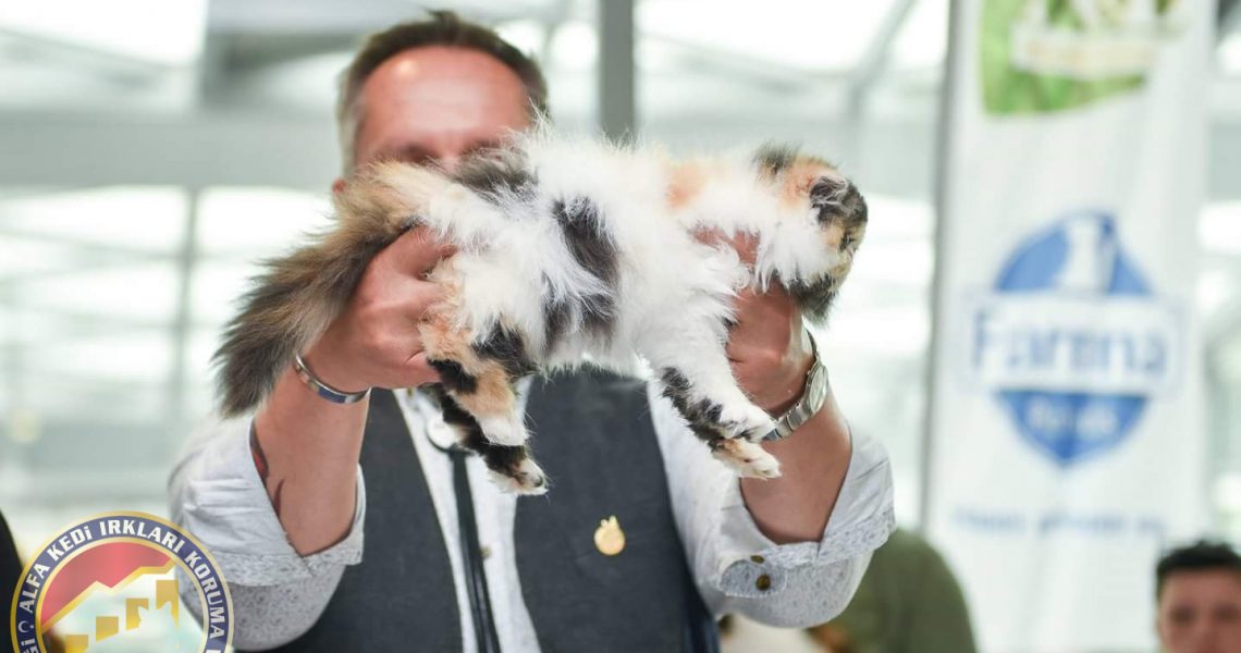 Akın Fer Kedi Yarışması