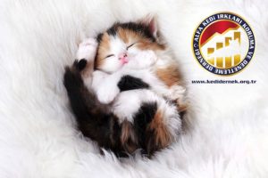 Kedi mi Aldınız? Bunları Biliyor musunuz? Uyku Alfa Kedi Irkları Koruma ve Denetleme Derneği