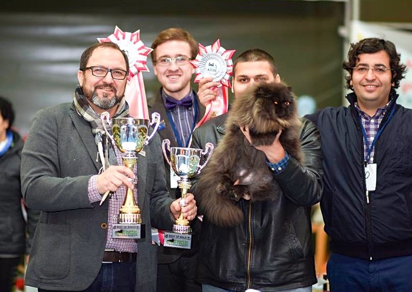 Kedi Irkları Derneği Yarışması Ocak 2016’da İstanbul’da! Kedi Irkları