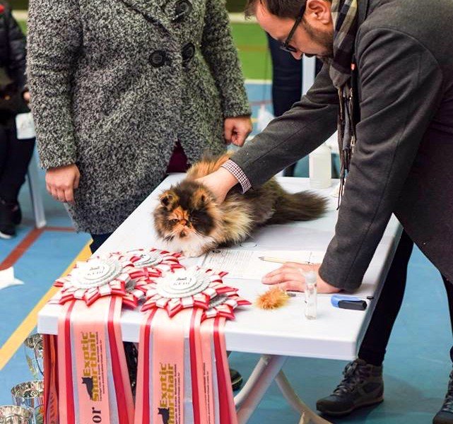 5. Kedi Irkları Derneği Yarışması Show Sponsoru Exotic Shorthair Kulübü