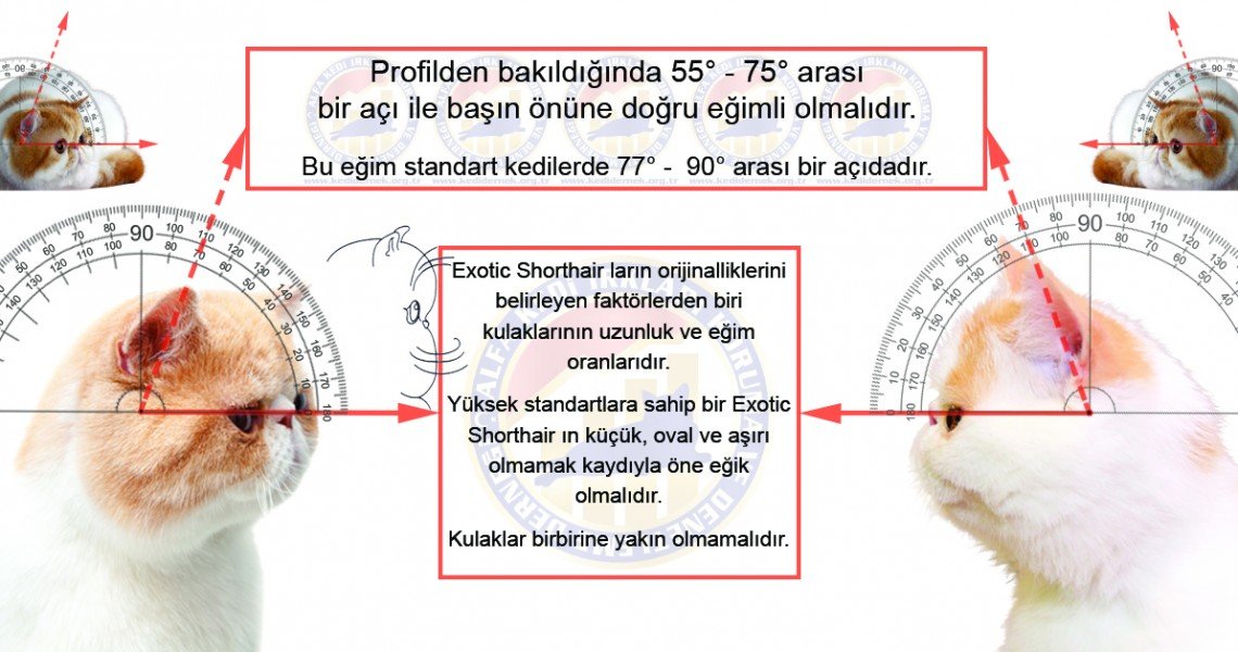Exotic Shorthair Kulak Eğim Standartları