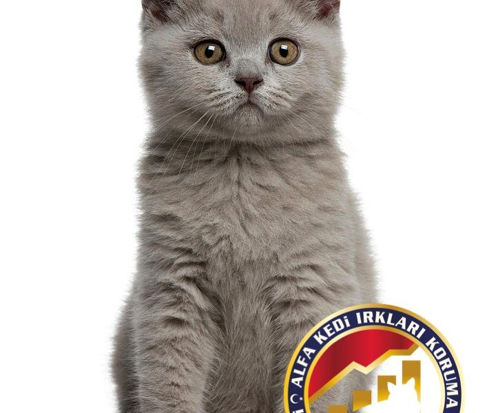 Yavru Safkan British Shorthair Kedi Irkı