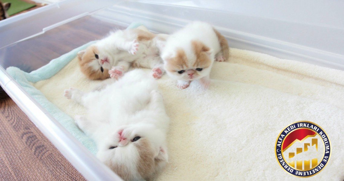 Yavru Safkan Exotic Shorthair Kedi Irkı