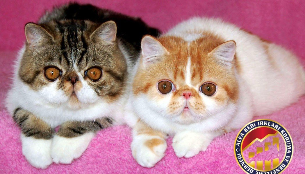 Yavru Safkan Exotic Shorthair Kedi Irkı