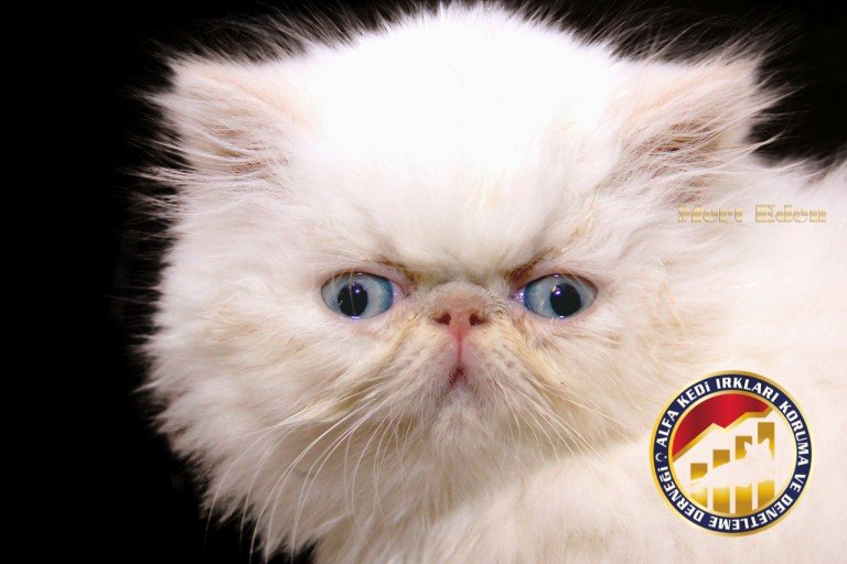 İran (Persian) Kedi Irkı Kedi Irkları Koruma ve Derneği