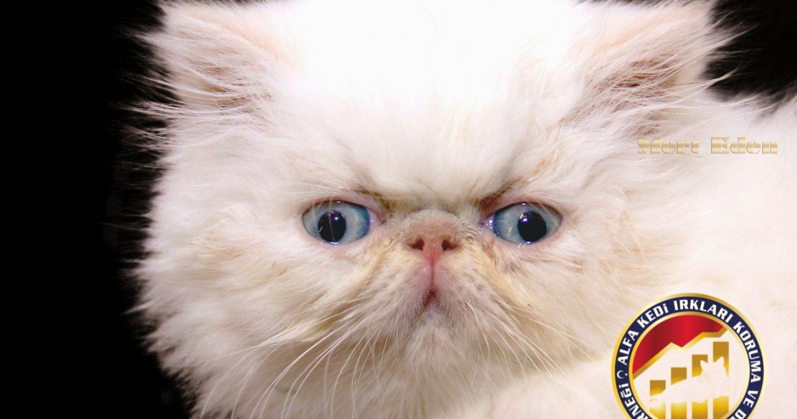 Yavru Safkan Modern İran (Persian) Kedi Irkı