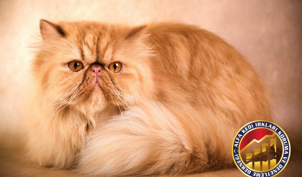 Yavru Safkan Modern İran (Persian) Kedi Irkı