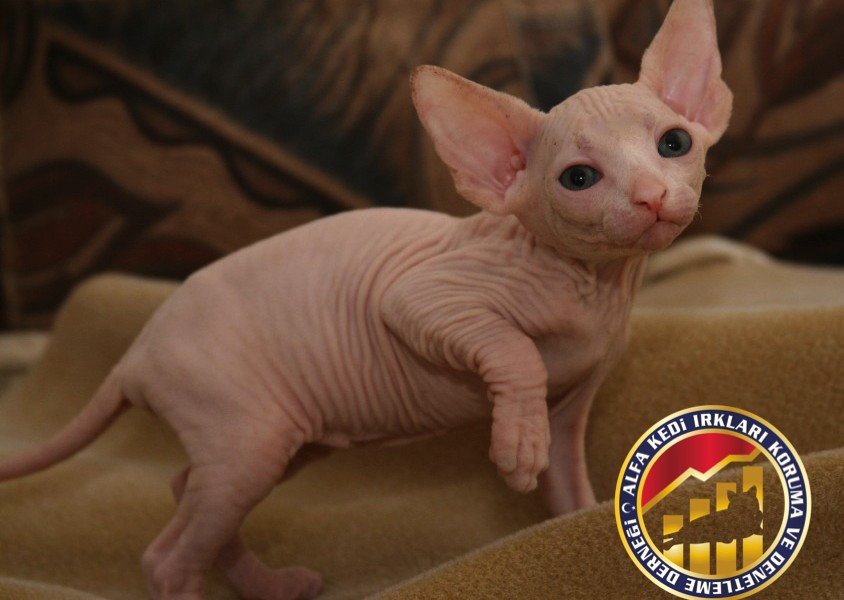 Yavru Safkan Sphynx Kedi Irkı