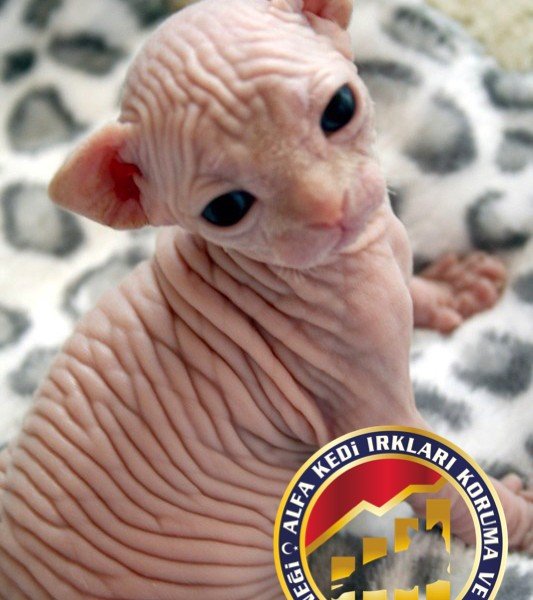 Yavru Safkan Sphynx Kedi Irkı