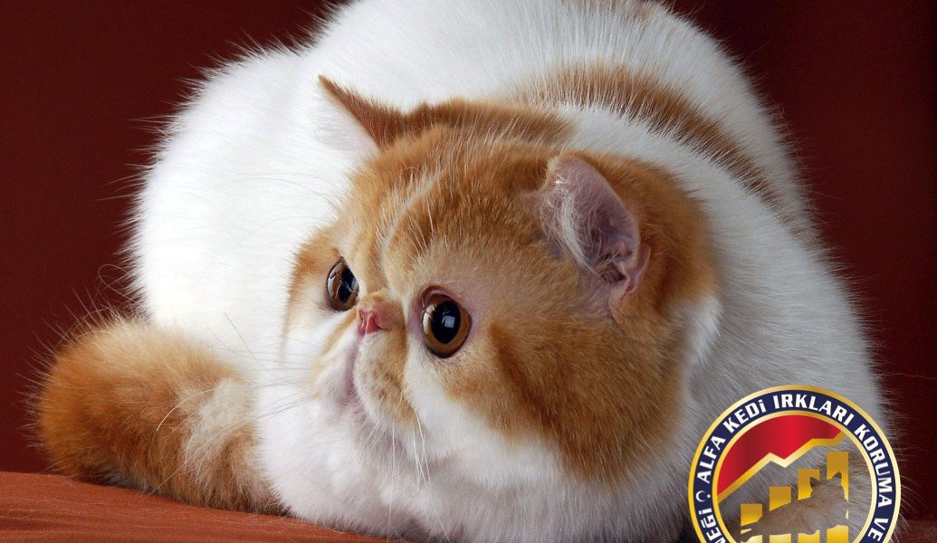 alfa kedi
