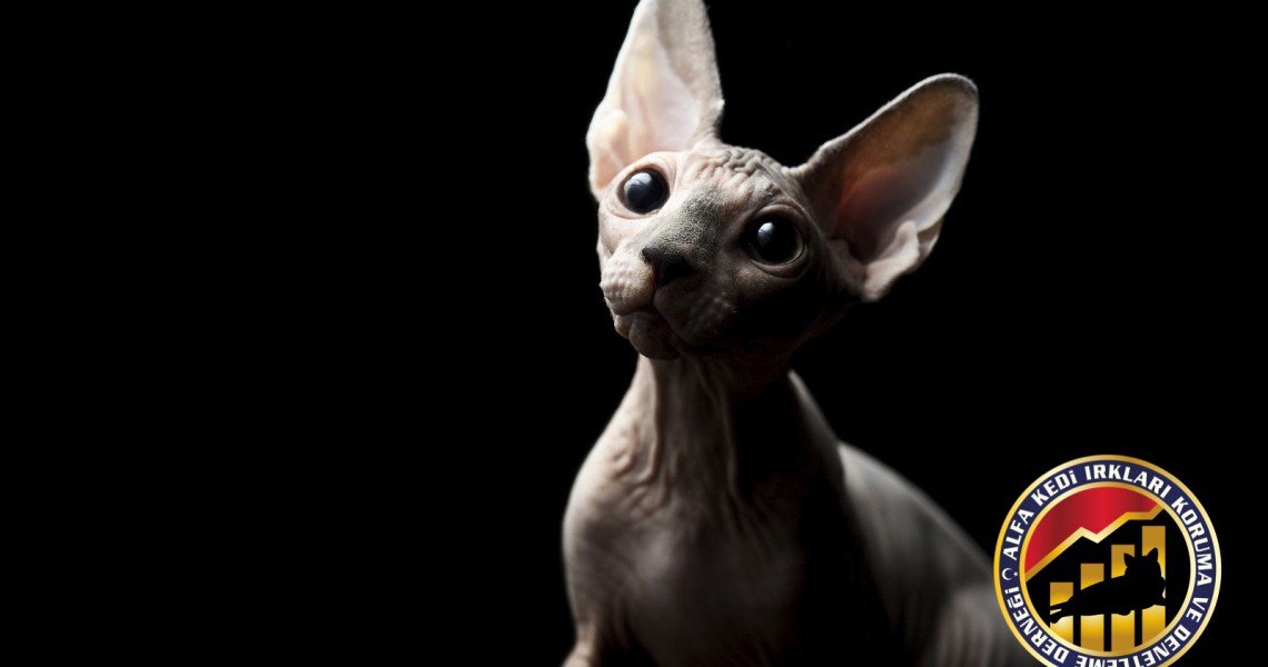 Yetişkin Safkan Sphynx Kedi Irkı6 Kedi Irkları Koruma ve