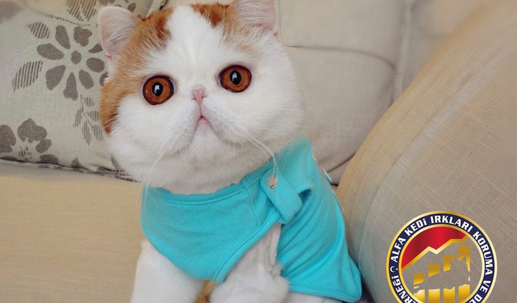 Yetişkin Safkan Exotic Shorthair Kedi Irkı