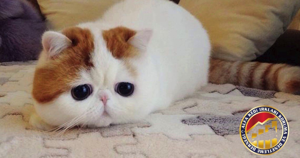 Yetişkin Safkan Exotic Shorthair Kedi Irkı