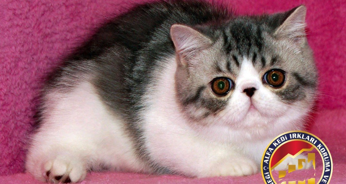 Yetişkin Safkan Exotic Shorthair Kedi Irkı