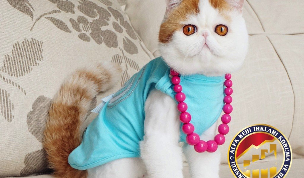 Yetişkin Safkan Exotic Shorthair Kedi Irkı