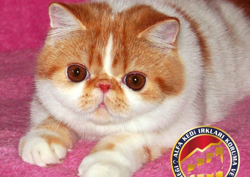 Yetişkin Safkan Exotic Shorthair Kedi Irkı