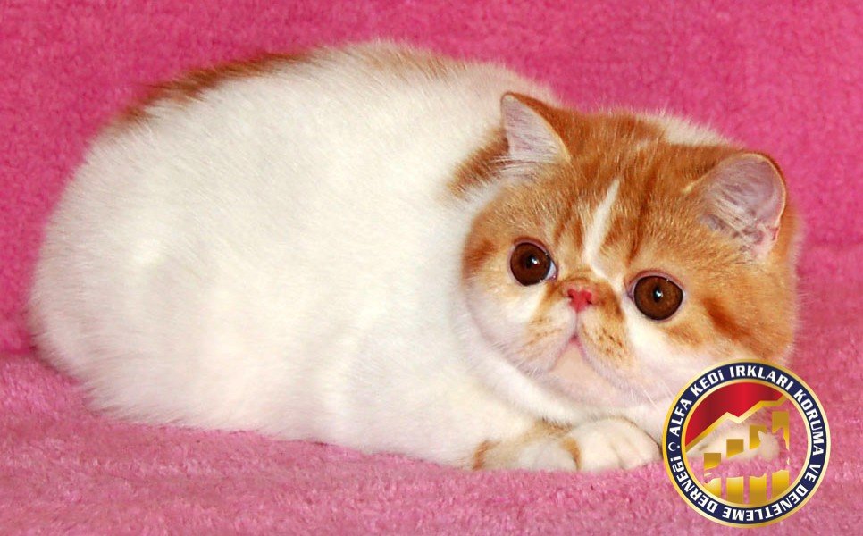 Yetişkin Safkan Exotic Shorthair Kedi Irkı