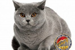 Yetişkin Safkan Scottish Fold Kedi Irkı