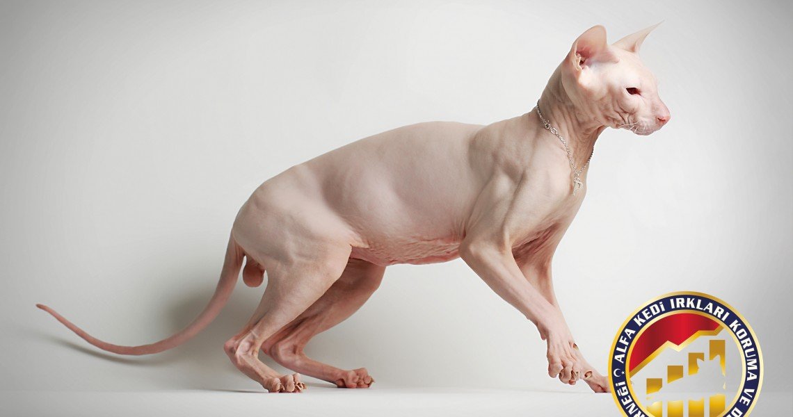 Yetişkin Safkan Sphynx Kedi Irkı