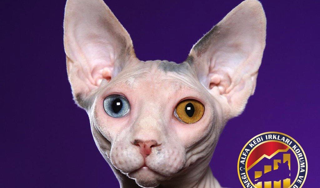 Yetişkin Safkan Sphynx Kedi Irkı