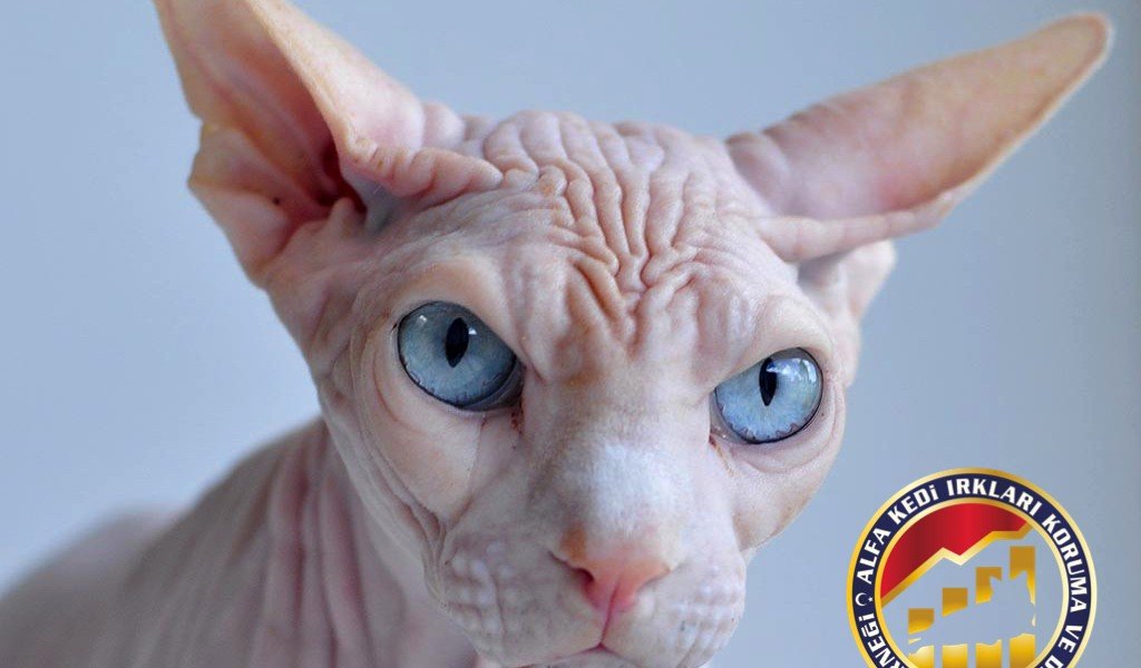 Yetişkin Safkan Sphynx Kedi Irkı