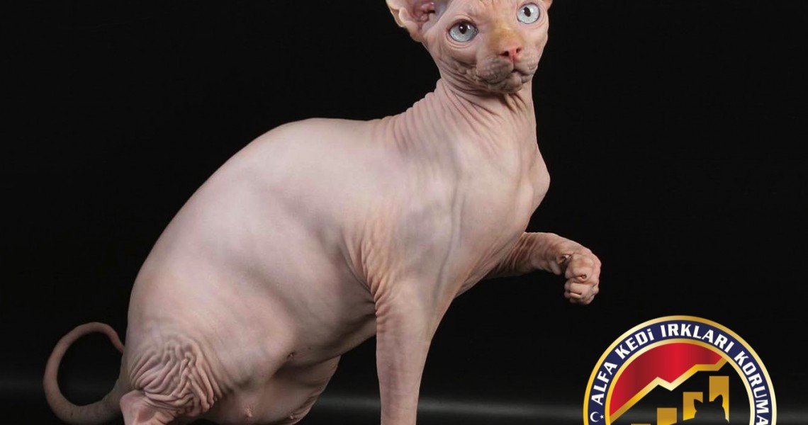 Yetişkin Safkan Sphynx Kedi Irkı
