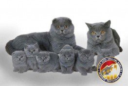 Yetişkin ve Yavru Safkan Scottish Fold Kedi Irkı