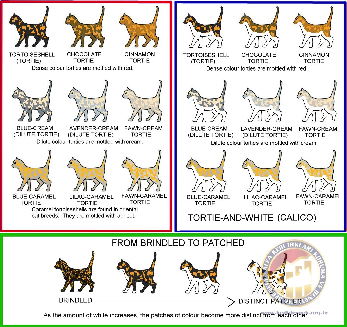 Tortoiseshell, TortoiseshellandWhite (Calico)Alfa Kedi Irkları Koruma