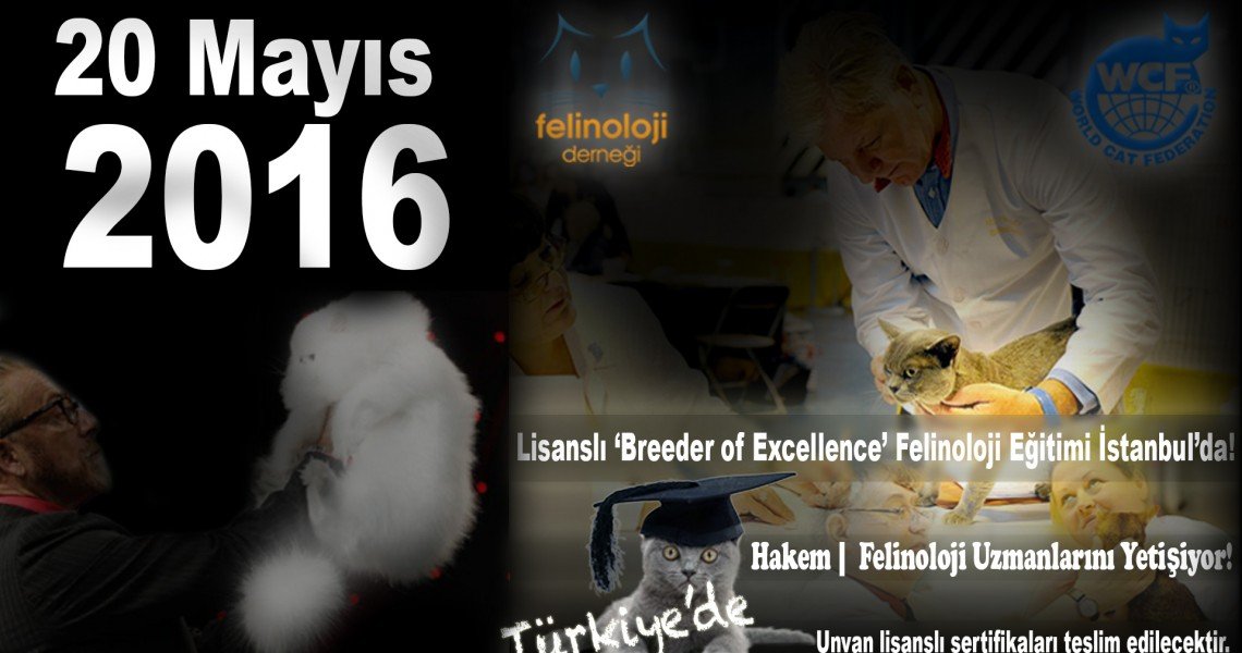 Lisanslı Breeder of Excellence Felinoloji Felinolog Eğitimi İstanbul’da!F