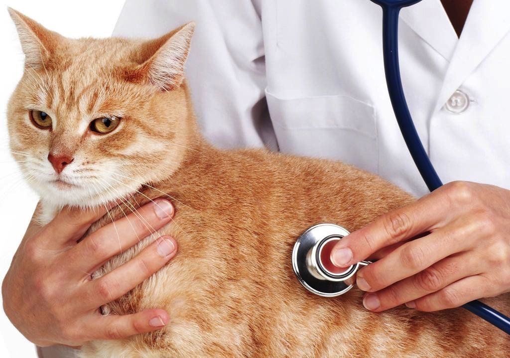 Kedilerde Hormonal Hastalıklarda Merak Ettiğiniz Her Şey Alfa Kedi