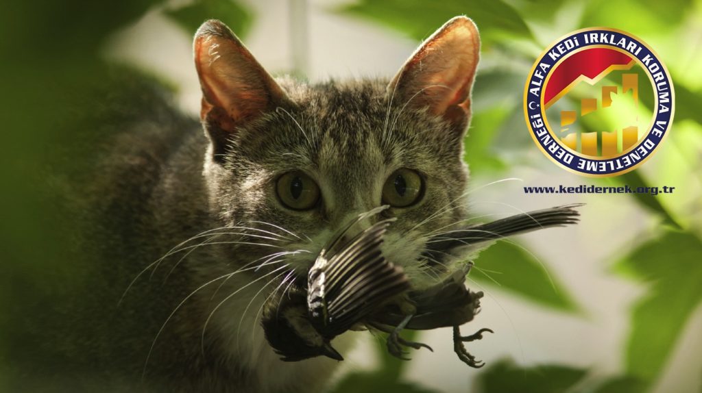kedi çiftleştirirken dikkat edilmesi gerekenler