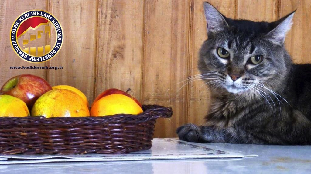 Kedilerde İyi Beslenme Hakkında Merak Ettiğiniz Her Şey Kuru Mama Alfa