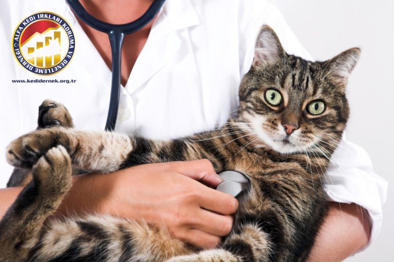 Kedilerde Mide Hastalıkları Hakkında Her Şey Kedi Irkları Koruma ve