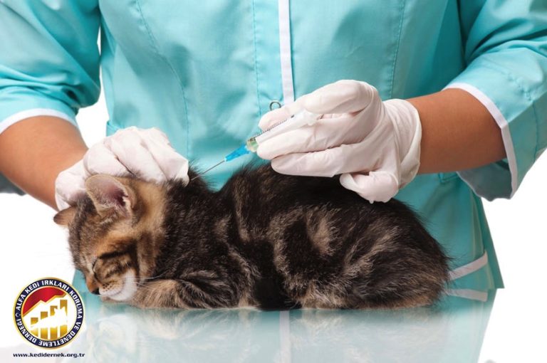 Kedinizin Sağlığı için Bilmeniz Gerekenler Yavru Kedim Yaralanırsa