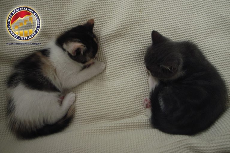 Kedinizin Sağlığı için Bilmeniz Gerekenler Yavru Kedimin Düzenli Bir