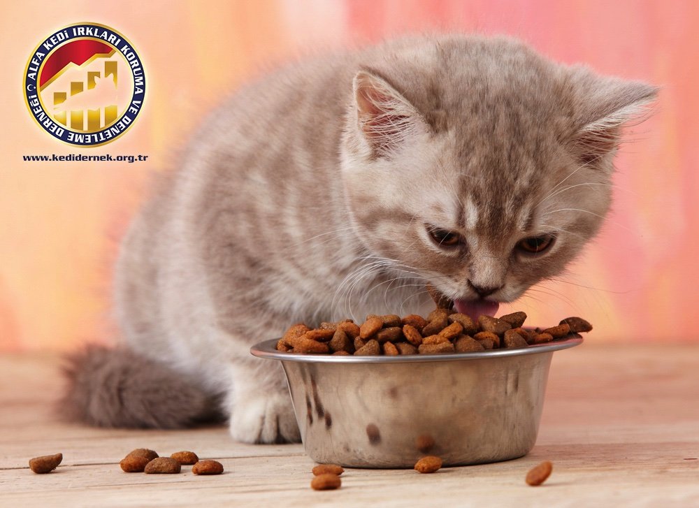 Yeni Gelen Kedinizi Nasıl Beslemelisiniz? Eve Gelen Kedi Alfa Kedi